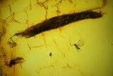 Two Fossil Leaf, Wasp, Spider and Flies in Baltic Amber #150752-2
